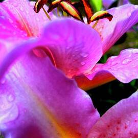 Luscious Pink Lily by Gardening Perfection