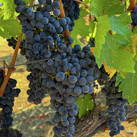 Lush Vineyard Grapes in the Sunlight by Leslie Brashear