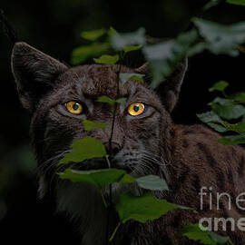 Lynx Hunting at Night by Arterra Picture Library
