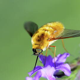 Macro image of insect by Alex Nikitsin