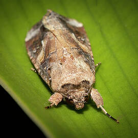 Macro Moth by Mark Andrew Thomas