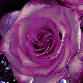 Macro Purple Rose by Femina Photo Art By Maggie