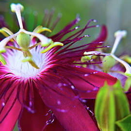 Macro shot of Two Purple Passion Flowers by Heron And Fox
