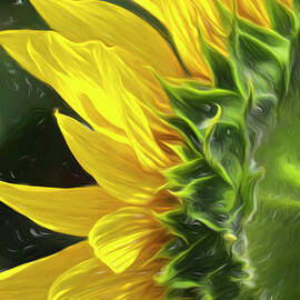 Macro Sunflower by Barbara Elizabeth