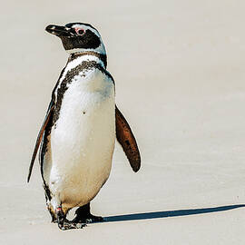 Magellanic Penguin by Jan Fijolek