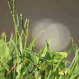 Magic Lake and Plants by Soraya D'Apuzzo