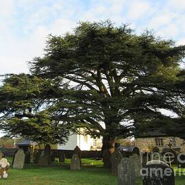 Magnificent Cedar by Lesley Evered