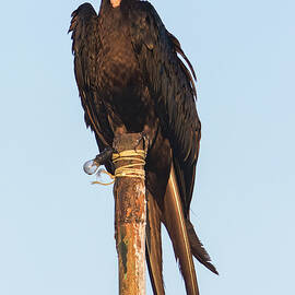 Magnificent Frigatebird by Jurgen Lorenzen