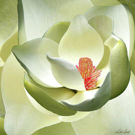 Magnificent Magnolia by Michele Avanti