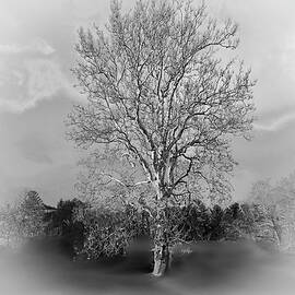 Magnificent Sycamore tree black and white by Maureen Rose