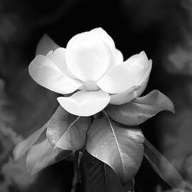 Magnolia Blossom BW by Jenny Revitz Soper