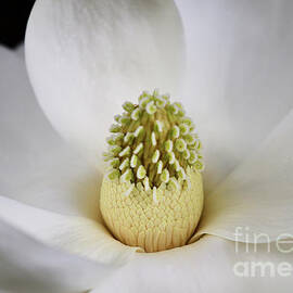 Magnolia Flower 2