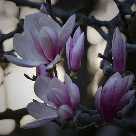 Magnolia Sunset by Richard Andrews