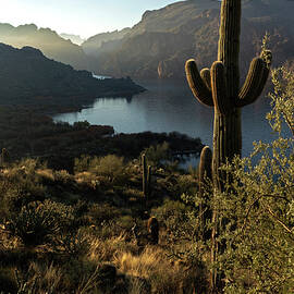 Majestic Saguaro at the Cove by Sue Cullumber