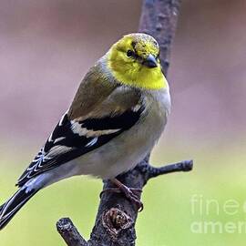 Male American Goldfinch - Molting Beauty