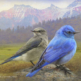 Male And Female Mountain Bluebirds by R christopher Vest