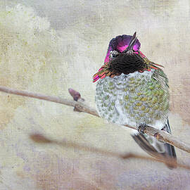 Male Anna's Hummingbird Talking by Peggy Collins