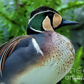 Male Baikal Teal by Bunny Clarke