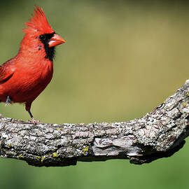 Male Cardinal nbr12 by Stuart Harrison