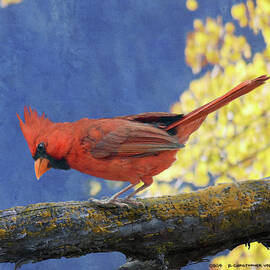 Male Cardinal On Blue by R christopher Vest