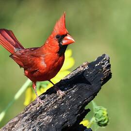 Male Northern Cardinal # 4 by Stuart Harrison