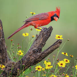 Male Cardinal With An Attitude South Texas by Joan Carroll