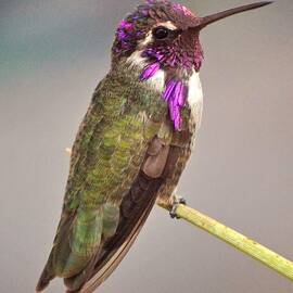 Male Costa Hummingbird On Leaf Stem by Jay Milo