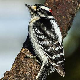 Male Downy Woodpecker Has Far-Away Look