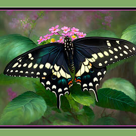 Male Eastern Black Swallowtail by Marilyn DeBlock