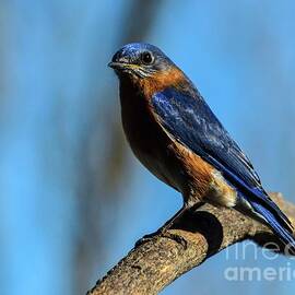 Male Eastern Bluebird on Blue by Cindy Treger