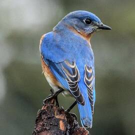 Male Eastern Bluebird Showing Off His Backside by Cindy Treger