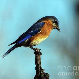 Male Eastern Bluebird with a Death Grip by Cindy Treger