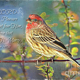 Male Housefinch with Verse -  New Version by Debbie Portwood