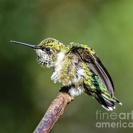 Male, Juvenile Ruby-throated Hummingbird Worthy of Adoration by Cindy Treger