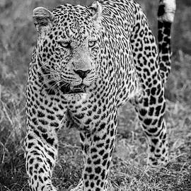 Male Leopard - Monochrome by Eric Albright