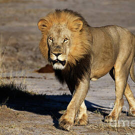 Male Lion in Okavango Delta of Botswana by Tom Schwabel
