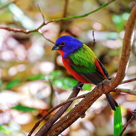 Male Painted Bunting In Bush by Daniel Caracappa