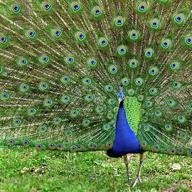 Male Peacock Plumage by Lyuba Filatova