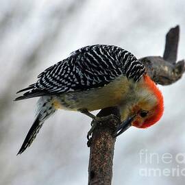 Male, Red-bellied Woodpecker Being Adorable