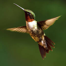 Male Ruby Throated Hummingbird by Norma Brandsberg