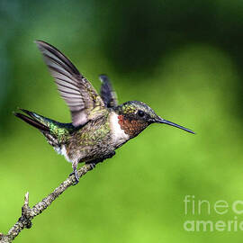 Male Ruby-throated Hummingbird With Perfect Form by Cindy Treger