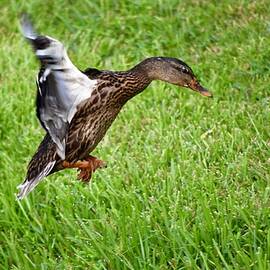 Mallard Duck Coming in for a Landing by Richard Bryce and Family