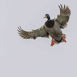 Mallard Duck Landing Approach by Bob Decker