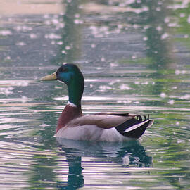 Mallard Duck on pond with Cottonwood pollen by Karen Gallaher