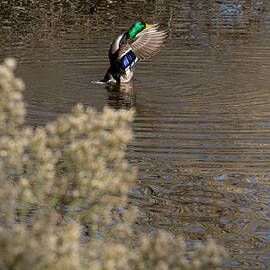 Mallard Touchdown by Mary Lee Dereske