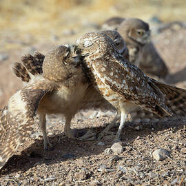 Mama Feeding The Kids - Burrowing owls by Rosemary Woods Images