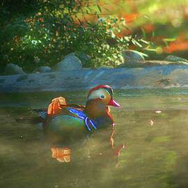 Mandarin Duck enjoys an autumn swim by Carol Lowbeer