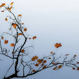 Maple At The Lake by Hugh Warren