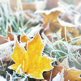 Maple Frost Leaf Art by Christina Rollo