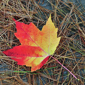 Maple leaf by Helen Filatova